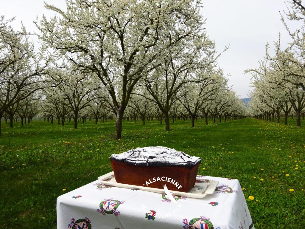 Le cake centenaire dans un verger de mirabelliers, Alsace.