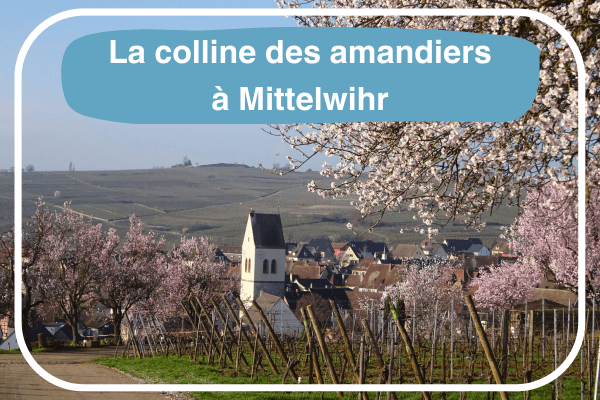 Le Mandelberg ou colline des amandiers à Mittelwihr sur la Route des Vins d'Alsace.