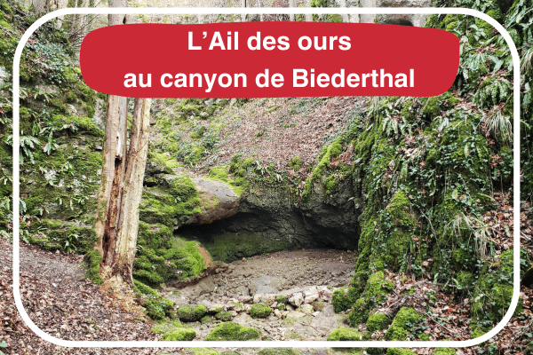 Ail des ours canyon Biederthal